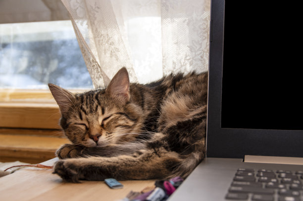 小猫睡在桌子上，笔记本电脑靠近阳光充足的窗户图片下载