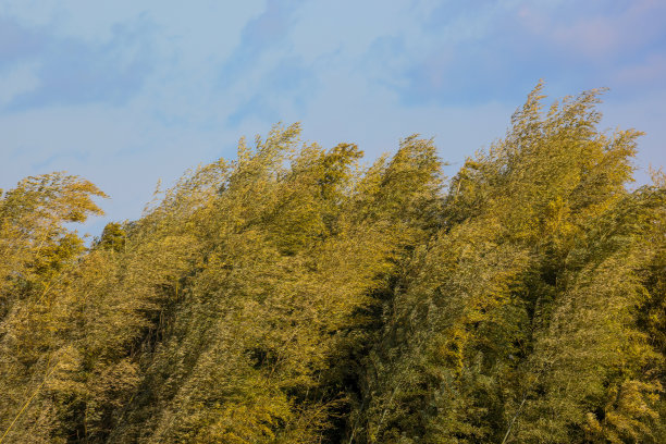 北风吹动了竹林图片下载