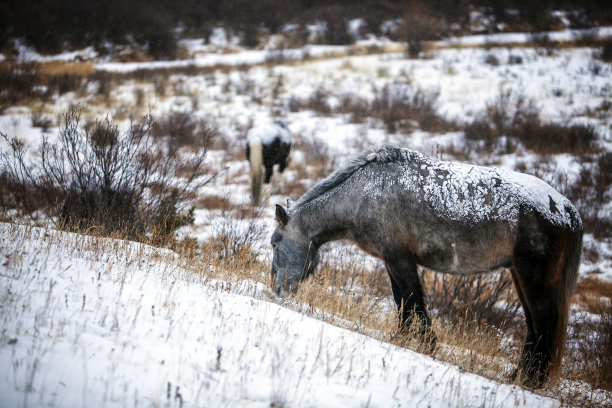 蒙古马图片下载