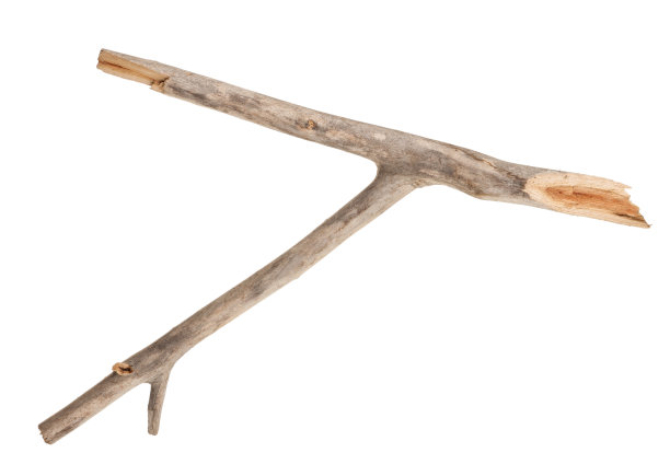 白色干枝图片下载