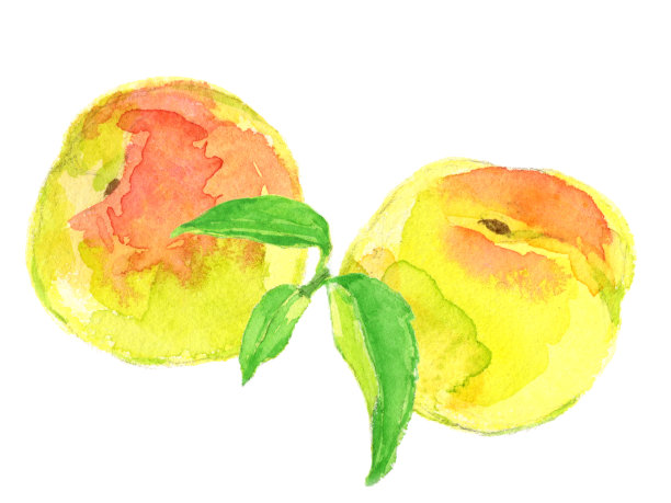 日本杏。水彩画在白色的背景图片下载