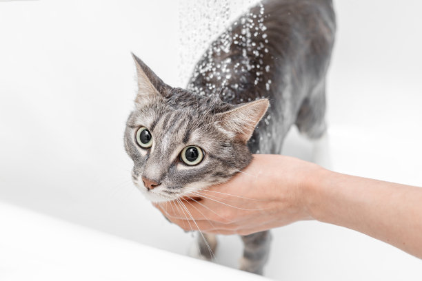在浴室里洗你的宠物。那只猫看起来很害怕。用湿的头发。洗发水和动物卫生产品图片下载