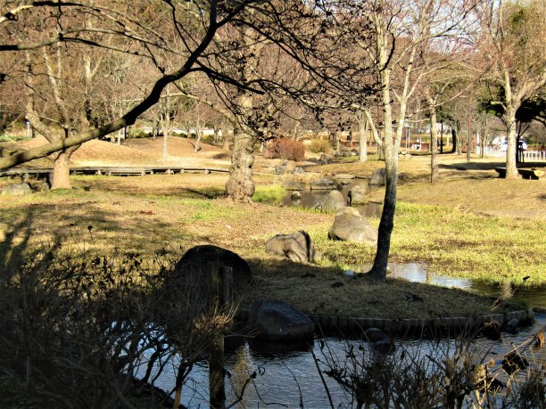 日本。1月。小水流在公园里。图片下载