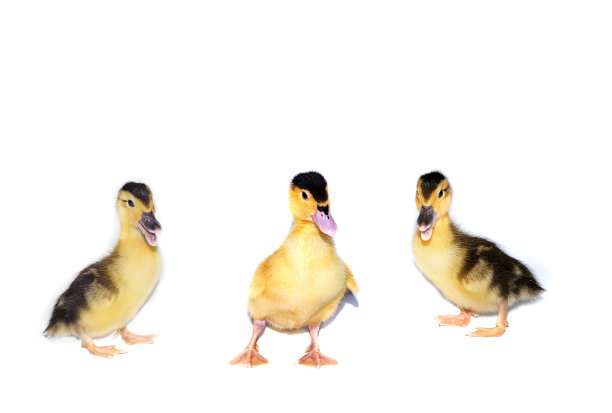 三只小鸭子，画在白色的背景上。3只小鸭子，3种不同的心情。水平照片，有一个地方记录图片下载