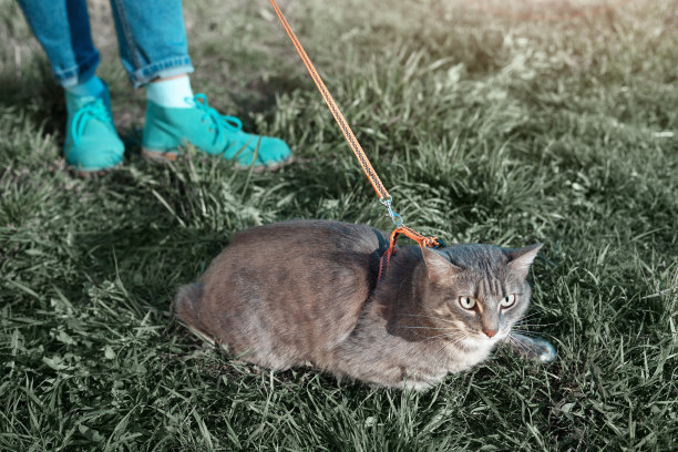 一个女孩在城市公园清新的春天草坪上遛她的猫。宠物看起来又焦虑又滑稽。图片下载
