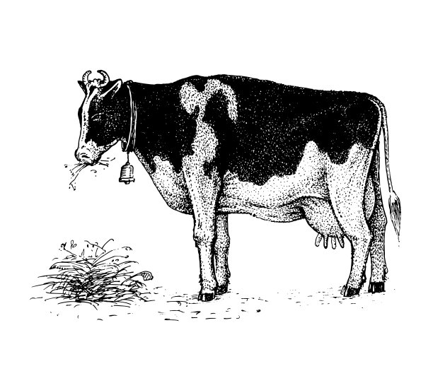 牛。农产品采集图片下载