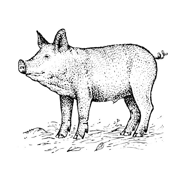 猪。农产品采集图片下载