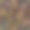 黑色和紫色无缝花型组成的黄金线。郁金香盛开的春天。美丽的背景包装，包装和不同的设计。图片下载