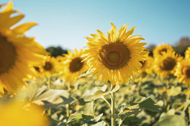 近距离的太阳花对着蓝天在vintage温暖的色调。图片下载