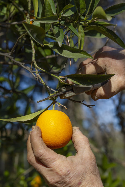 农民收割橙子。图片下载