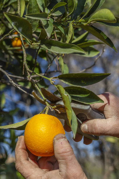 农民收割橙子。图片下载