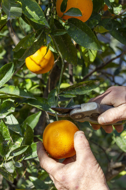 农民收割橙子。图片下载