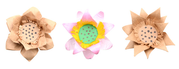 荷花,折纸图片下载