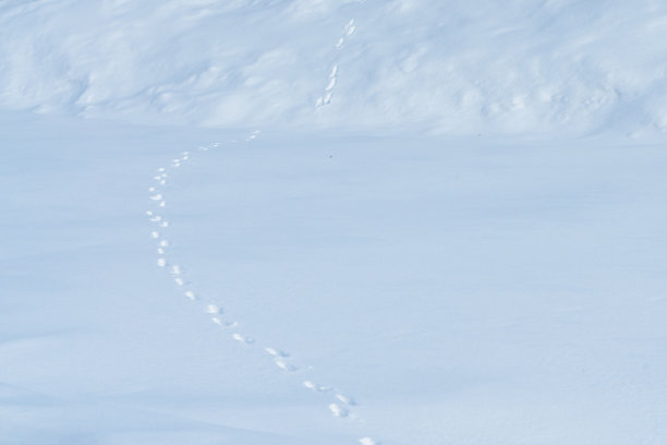 动物在深雪中留下足迹图片下载