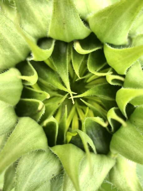 向日葵图片下载