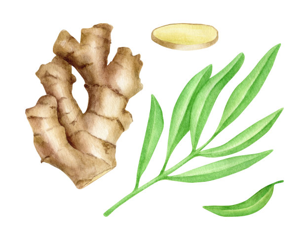 水彩生姜根片和叶集。手绘姜茎插图孤立在白色背景。香料，烹饪配料，药草画菜单，包装设计。图片下载