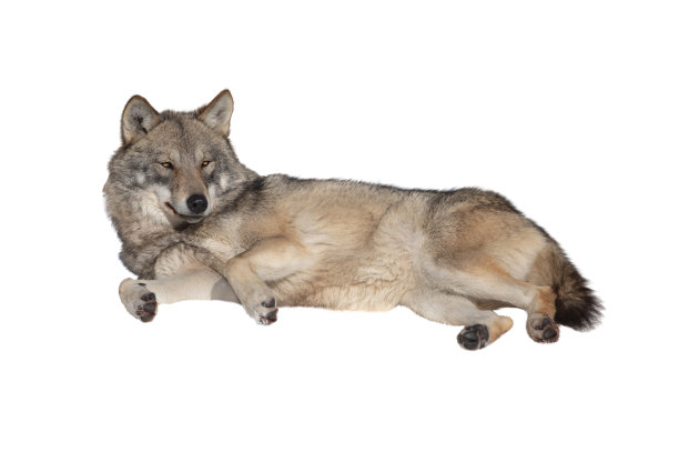 狼躺在雪地里，孤立地躺在白色的背景上图片下载