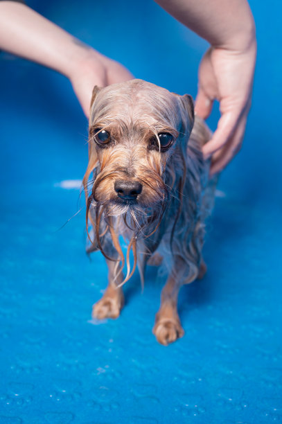 专业宠物美容师在宠物美容沙龙用洗发水清洗约克夏梗。高质量的照片。图片下载