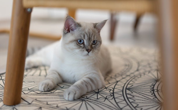 英国短毛蓝点斑猫，蓝眼睛图片下载