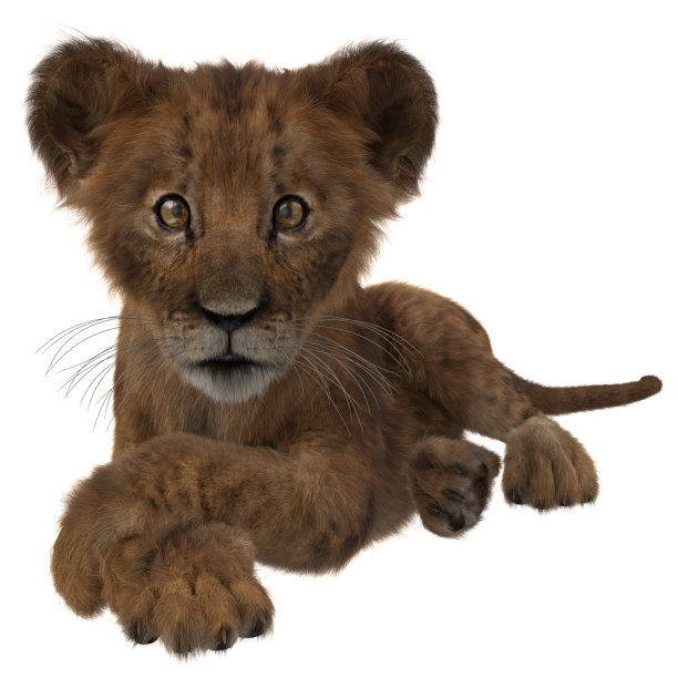 可爱的小狮子躺着，爪子交叉。图片下载