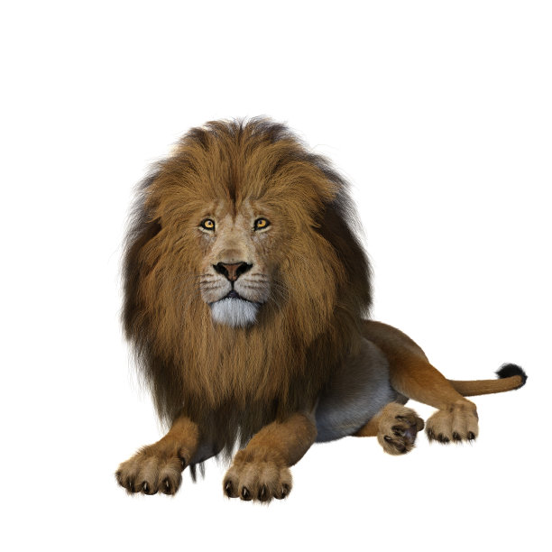 成年雄狮躺下，警惕。图片下载