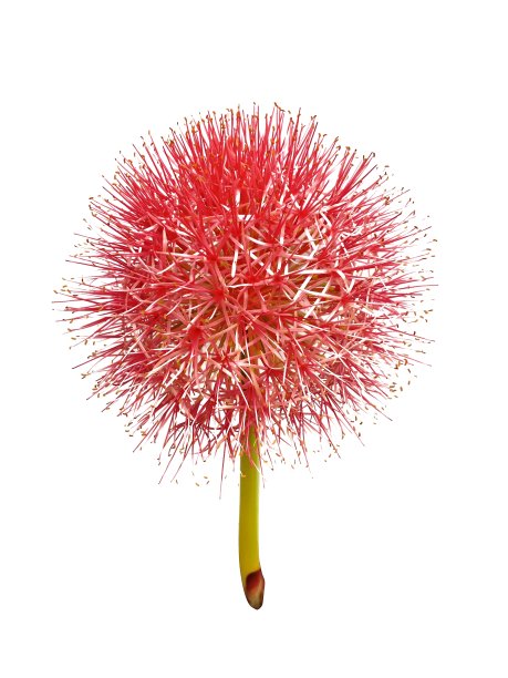 孤立于粉扑百合或血花的白色背景上。植物的整个部分，有红色花瓣和黄色花粉。图片下载