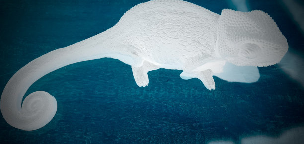 蓝色背景下的白色变色龙图片下载