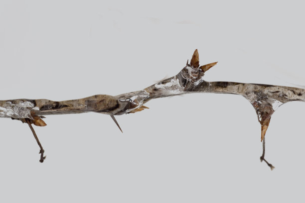 冰覆盖树枝图片下载