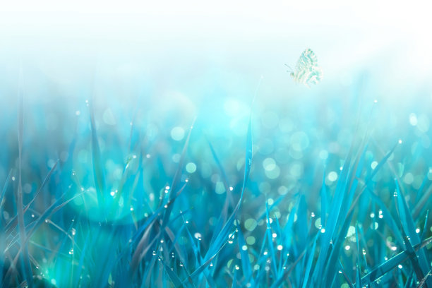 带露珠的草和飞舞的蝴蝶。柔和的自然背景在蓝色。春天早晨的野草地。带有复制空间的横幅图片下载