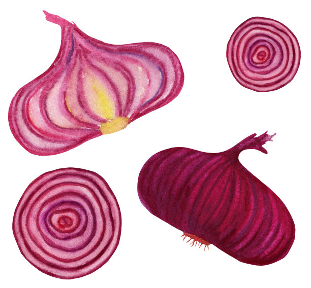 红洋葱，整个和一半。水彩青葱片蔬菜设置孤立在白色背景。菜单食谱手绘插图，美食博客。图片下载
