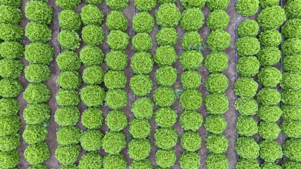 生菜田(温室)鸟瞰图。图片下载