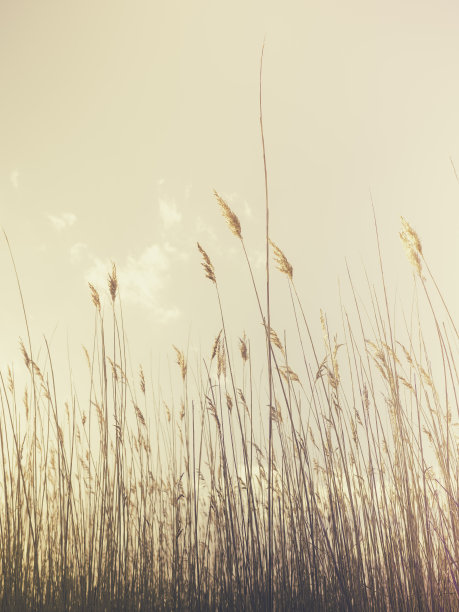 复古风格的普通芦苇植物与花在柔和的黄色背景图片下载