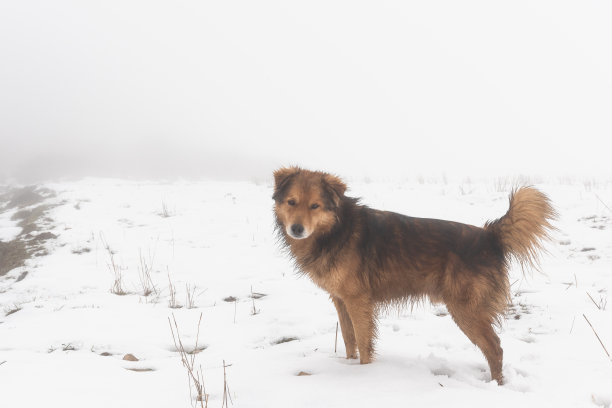 雪地上可爱的狗图片下载