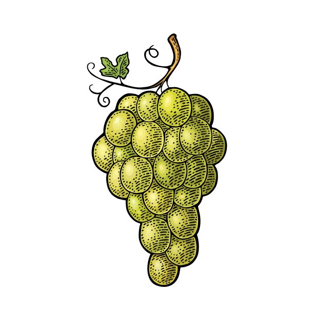 一串带浆果和叶子的葡萄。古典雕刻向量图片下载