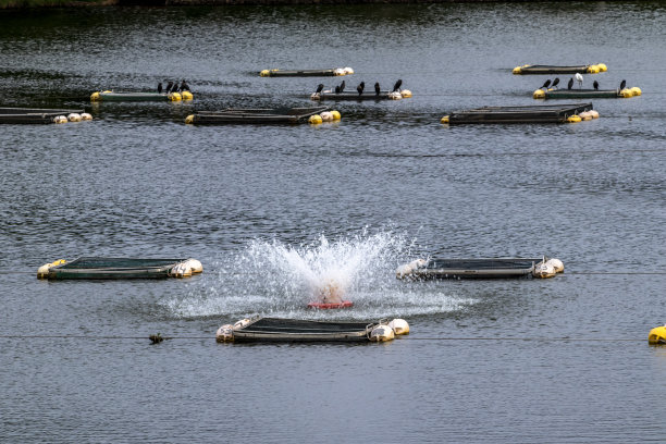 巴西养鱼场用于饲养罗非鱼的水箱图片下载