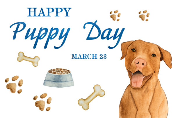 可爱可爱的巧克力色小狗。特写镜头图片下载