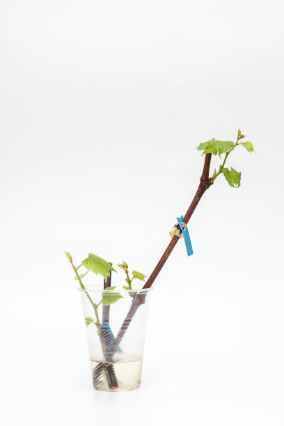 孤立生根的葡萄藤插枝，在白色背景上有绿色的嫩叶。在家里种植葡萄的过程。图片下载