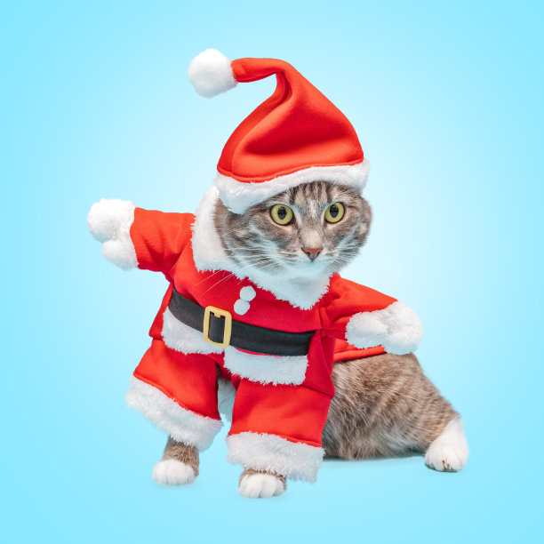 在蓝色背景的工作室里，灰色的猫穿着滑稽的圣诞老人服装。新年和圣诞节期间宠物服装的概念图片下载