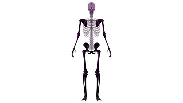 人体骨骼附属物骨骼解剖3D图片下载