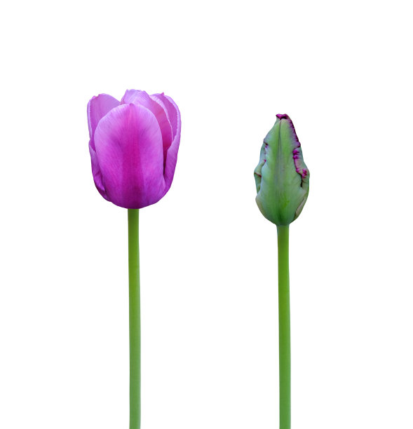 孤立在白色背景上的郁金香花图片下载