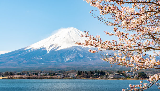 樱花和富士山图片下载