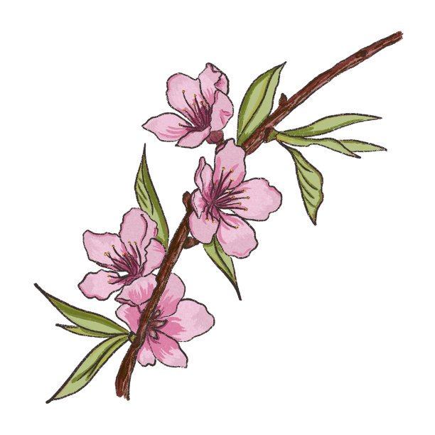 一棵樱桃树的树枝，白色的背景上有美丽的花朵和叶子。春天盛开的樱花枝与粉红色的花插图。图片下载