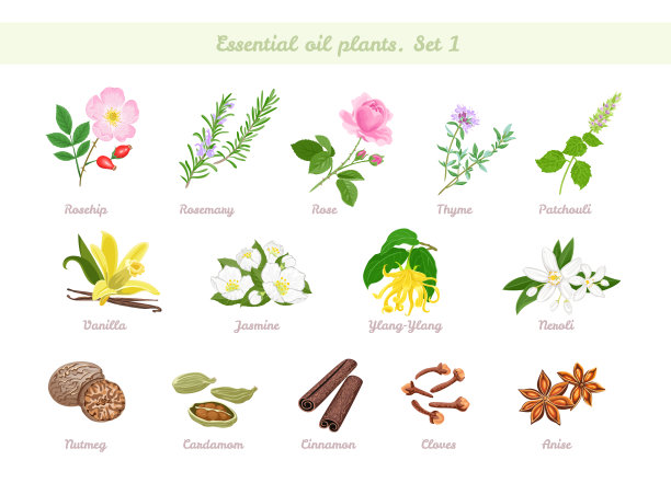 精油植物套装。玫瑰果，迷迭香，玫瑰，百里香，广藿香，香草，茉莉，依兰依兰，橙花，肉豆蔻，肉桂，丁香，茴香，小豆蔻。矢量卡通平面插图。芳香疗法。图片下载