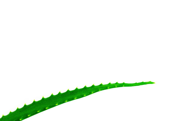 天然化妆品，多汁新鲜的绿色芦荟叶在白色的背景，化妆品护理，药用植物，地方的文字，复制空间图片下载