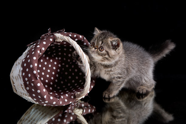 一只充满异国情调的短毛棕色斑猫站在一个柳条篮子旁边，背景是黑色的图片下载