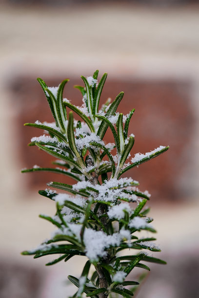冰冷的迷迭香图片下载