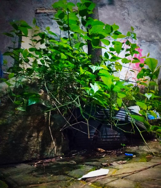 这种植物图片下载