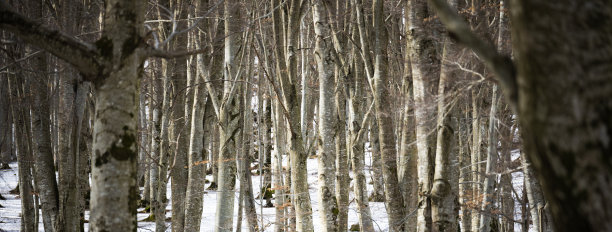 (选择性聚焦)雪域森林中一些树木的令人惊叹的景象。自然背景。图片下载