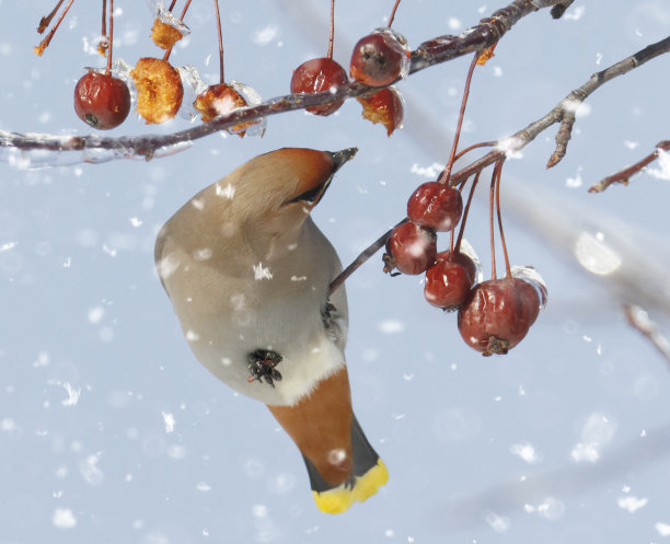 波希米亚蜡翼鸟在轻雪下吃海红果的特写图片下载