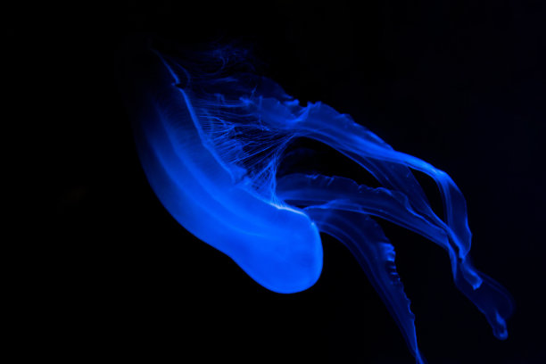 蓝色水母在黑色背景下优雅地在水中游泳图片下载